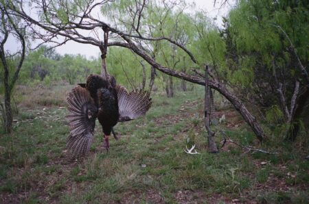 Turkey Camp: Welcome to the Rio Roundup! turkey hanging from a tree in texas