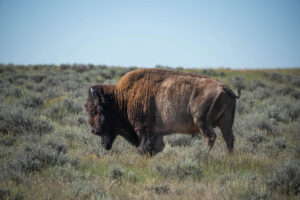 A bison grazes public land in Montana.