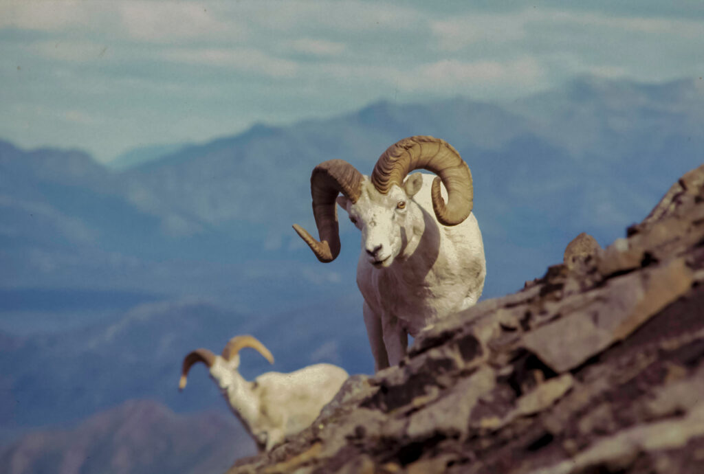 Dall sheep rams on top of a rocky mountain in Alaska