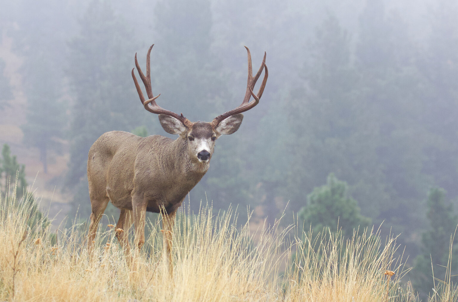 A big mule deer walks into an alpine meadow.