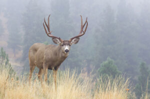 A big mule deer walks into an alpine meadow.