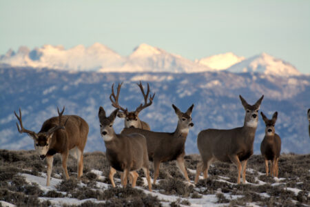 Mule deer on public land in Wyoming.