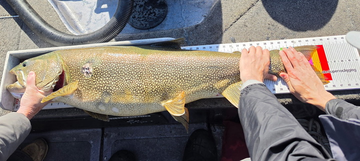 A record-breaking lake trout caught in Minnesota. 