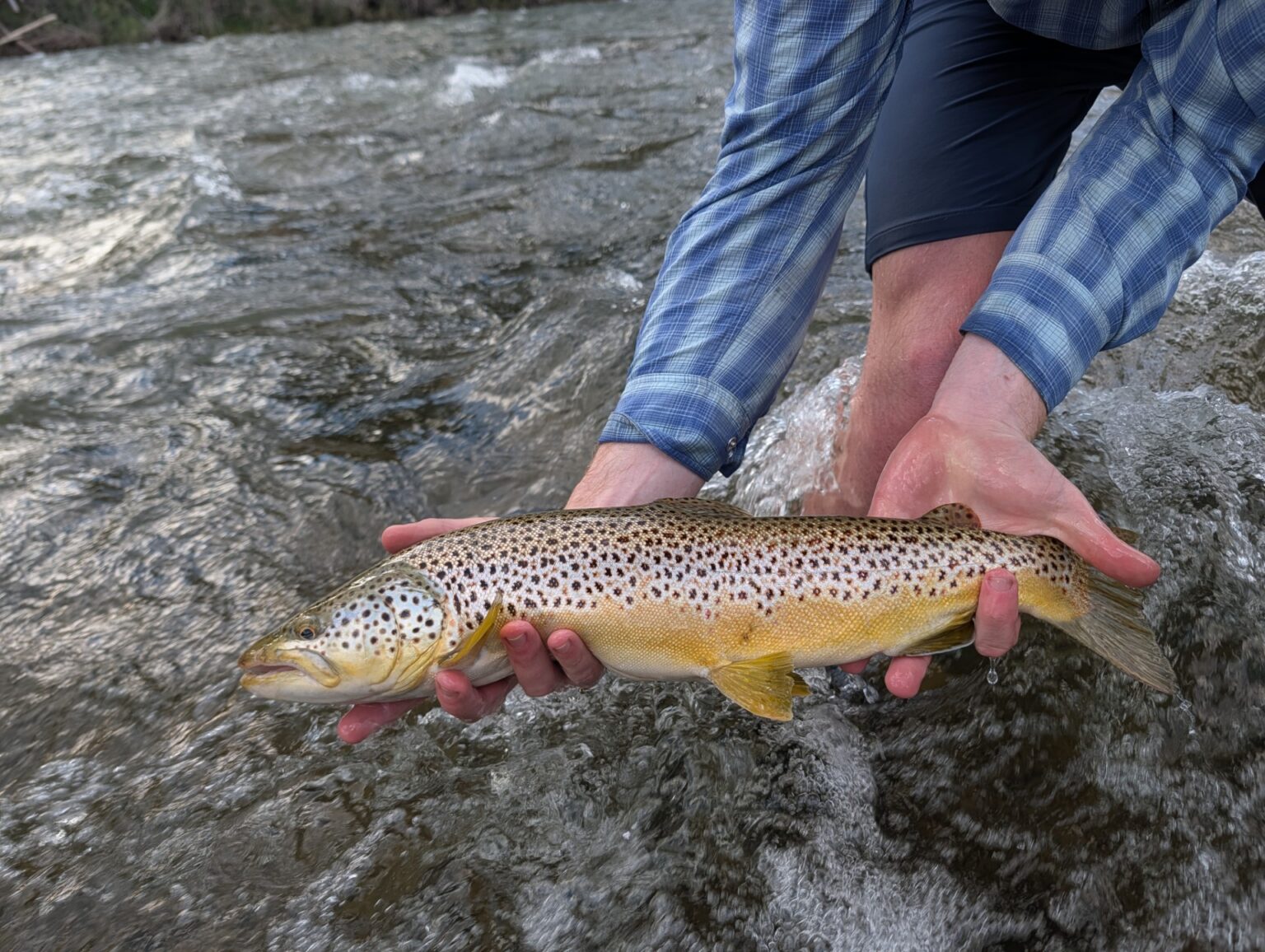 Mining and Data Center Threats Close In on Montana’s Famed Blackfoot River An angler holds a brown trout caught in Montana's Blackfoot River.