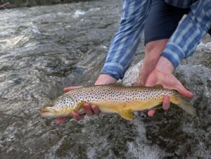 An angler holds a brown trout caught in Montana's Blackfoot River.