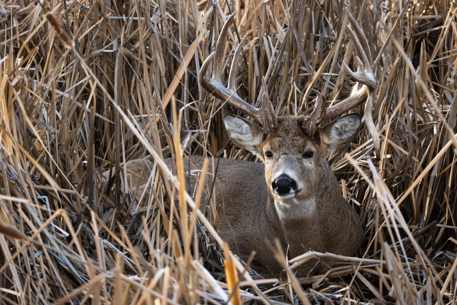 Whitetail buck bedded down in cattails