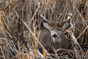 Whitetail buck bedded down in cattails