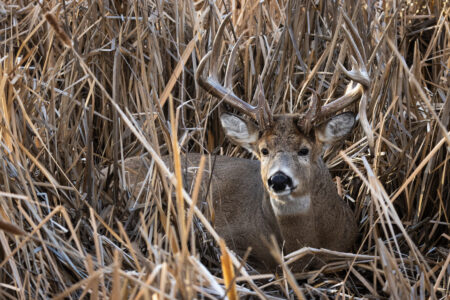 Whitetail buck bedded down in cattails