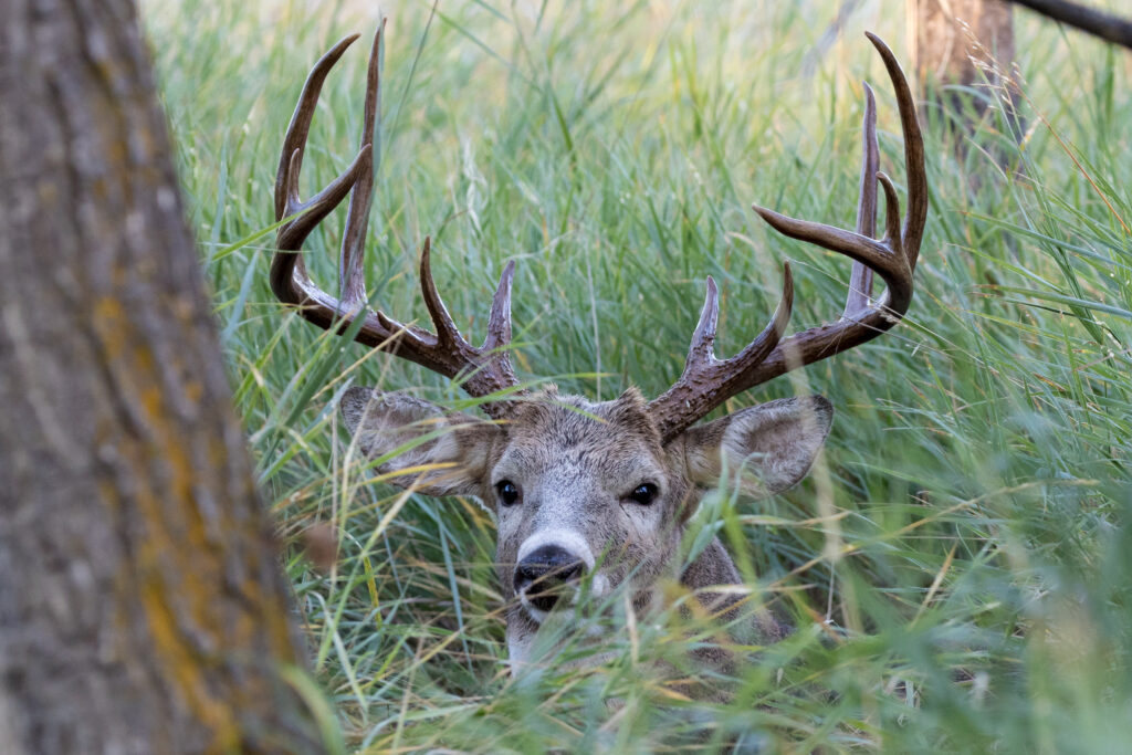 A whitetail buck bedded in this grass.