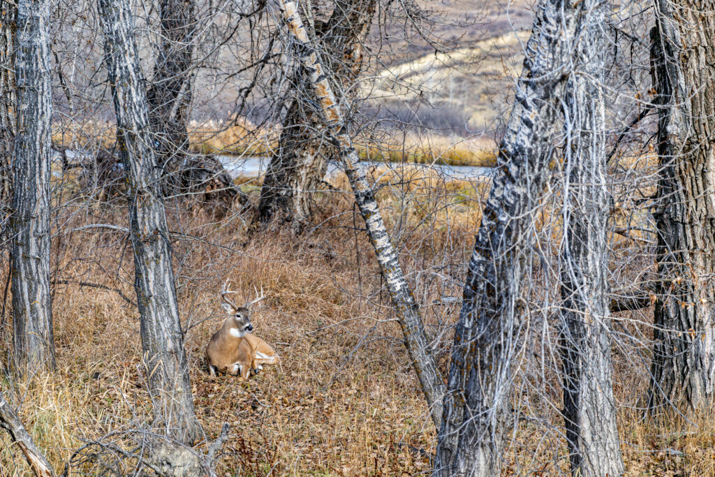 White-tailed deer resting but allert in the woods beside the river