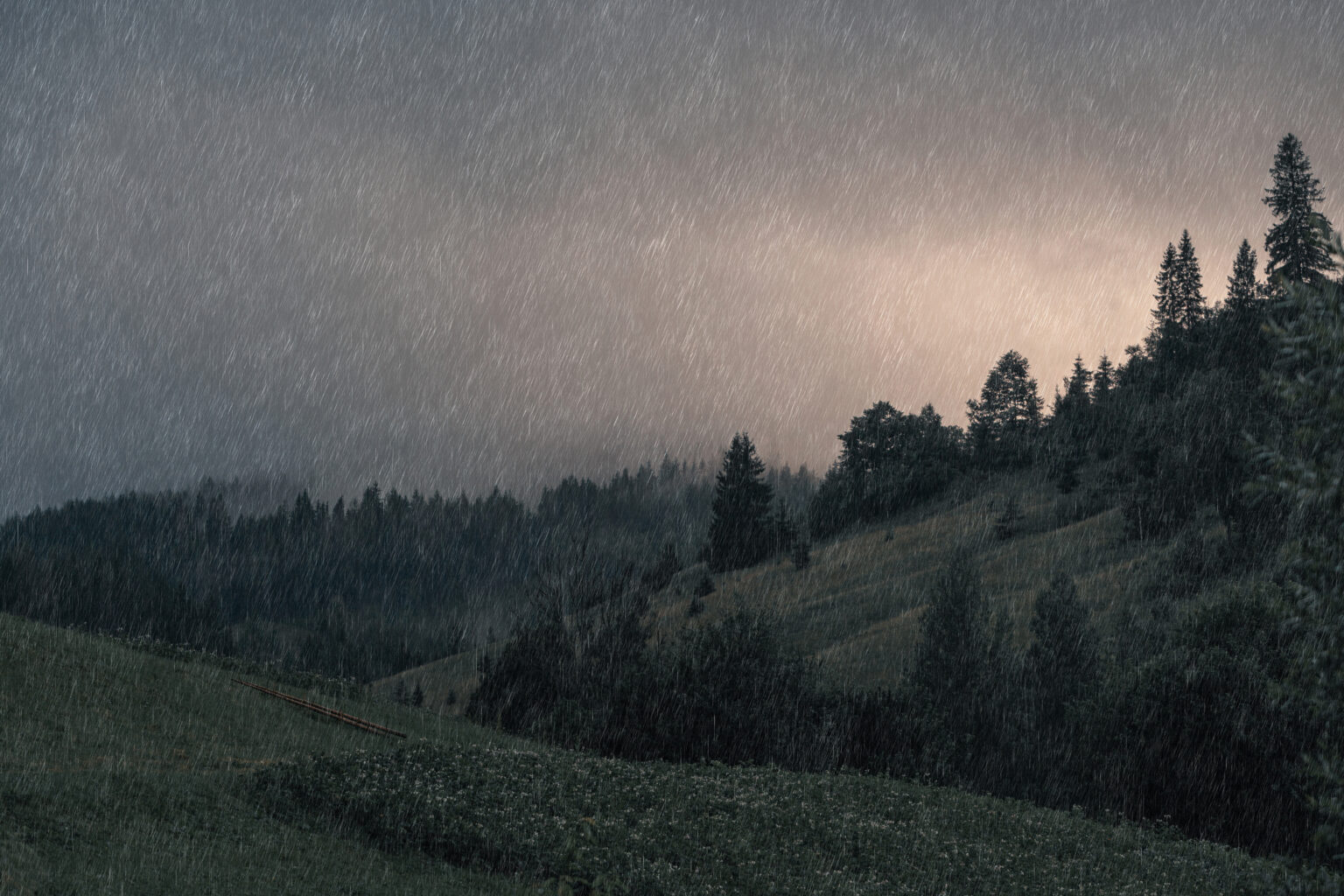 A patch of wilderness during a rainstorm