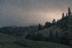 A patch of wilderness during a rainstorm