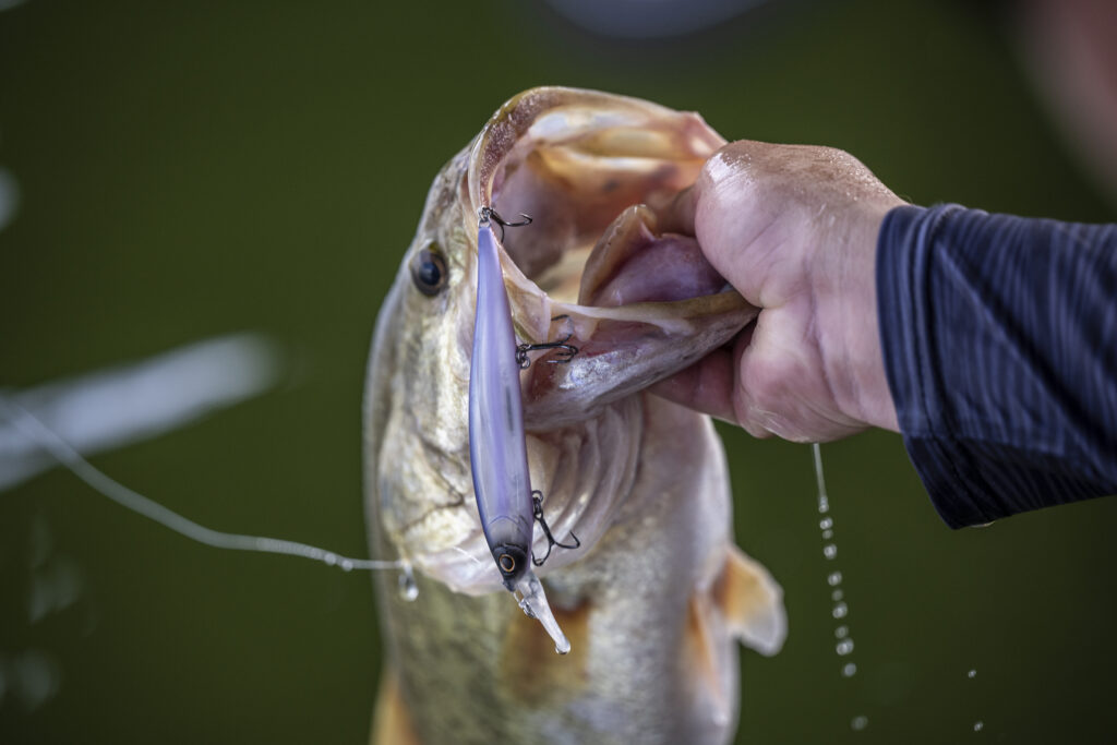 Hand holding largemouth bass with jerkbait