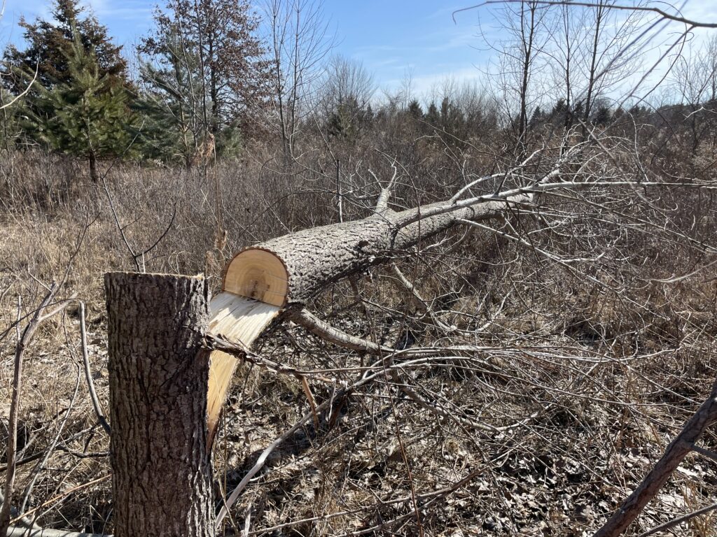 A hinge-cut tree in the woods
