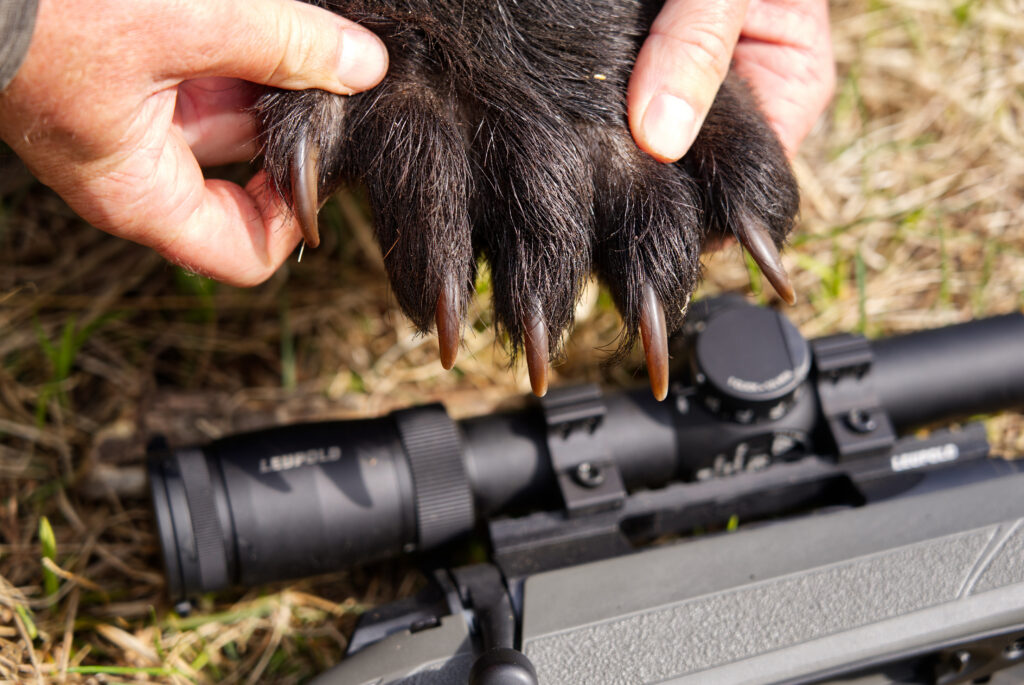 A hunter shows the claws of a harvested black bear. 