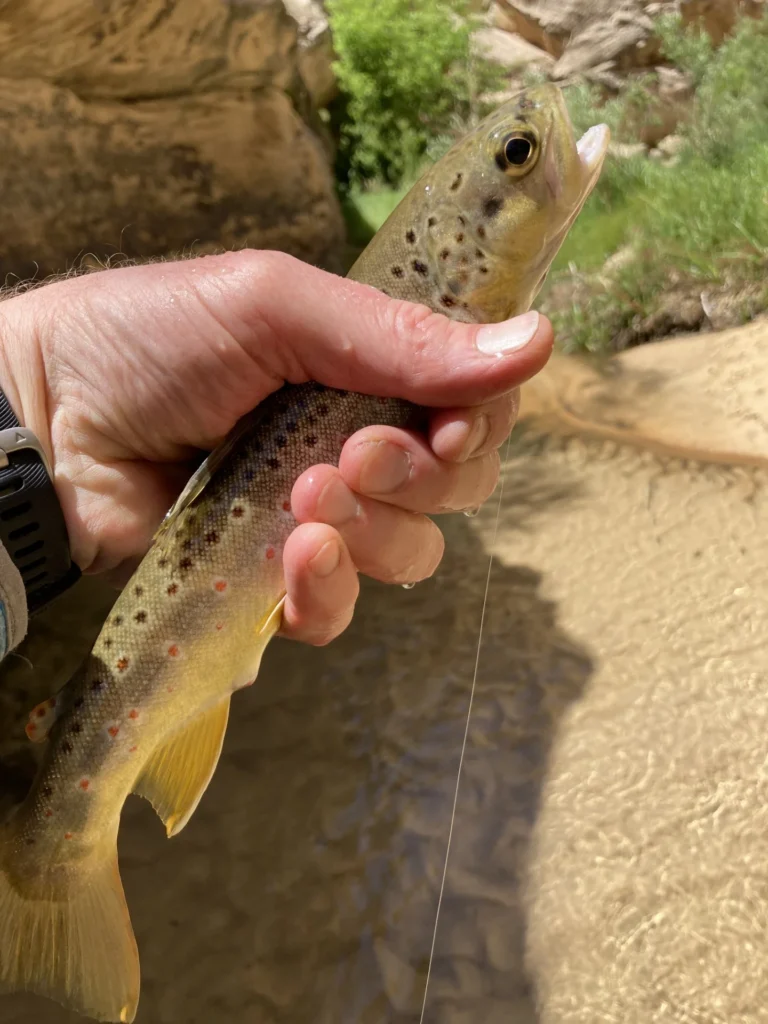 A brown trout caught in a Grand Staircase Escalante National Monument.