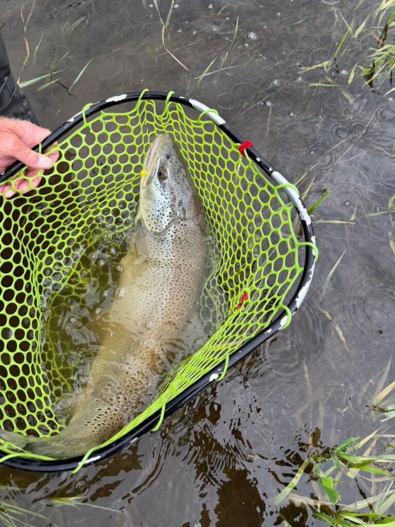 A record-breaking brown trout in a guide's net. 