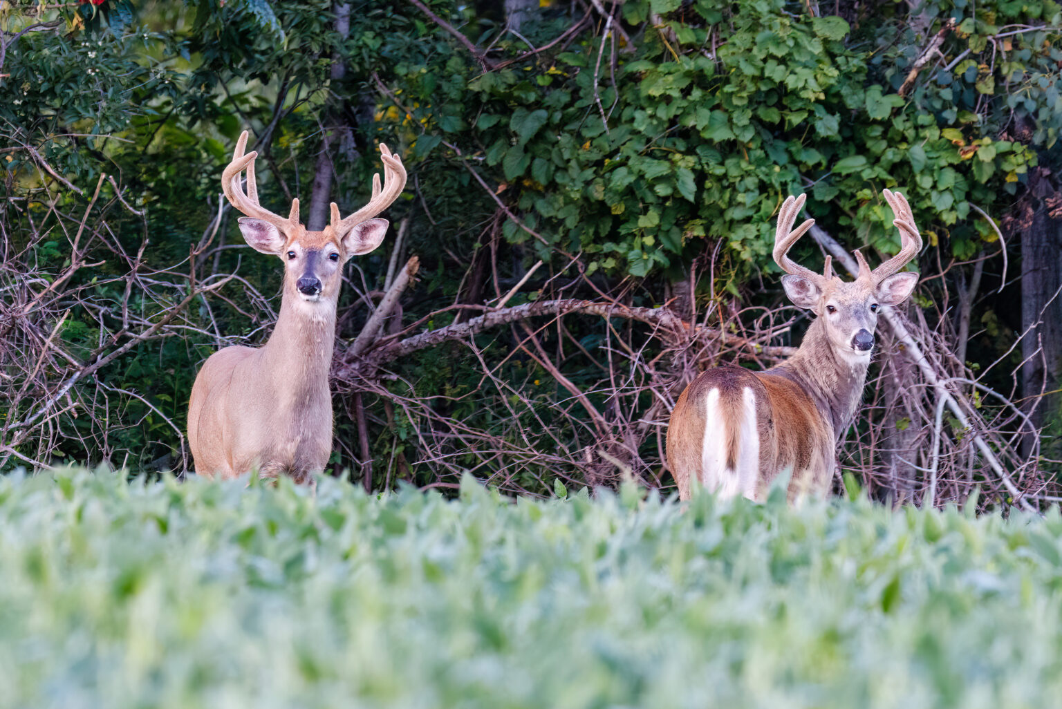 Two whitetail bucks in velvet on the edge of a soybean field.