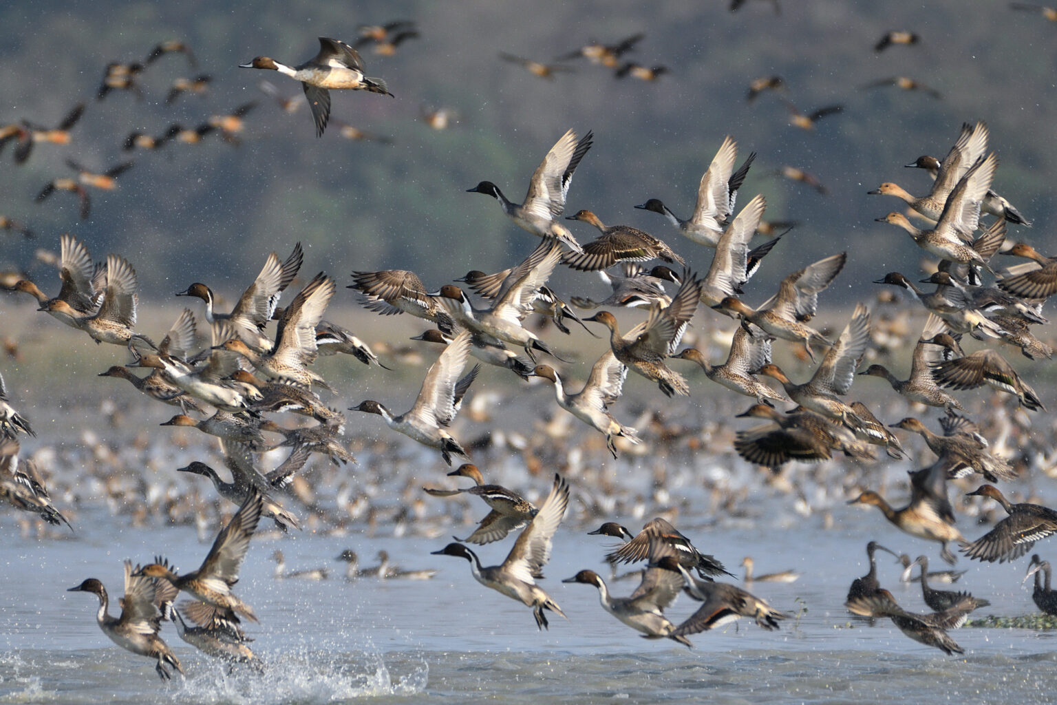 A large flock of norther pintails.