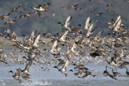 A large flock of norther pintails.