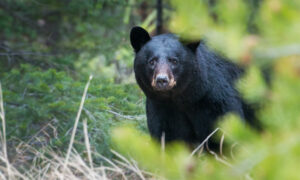 A black bear peers through foliage in the forest.
