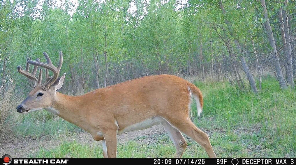 A trail cam photo of a whitetail buck
