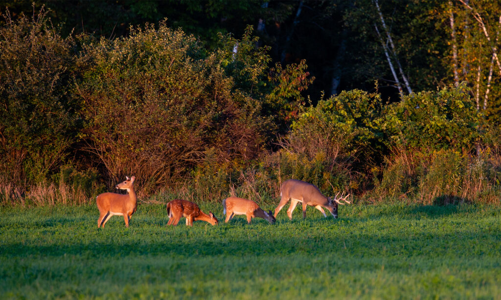 A whitetail buck and does in a farm field. 