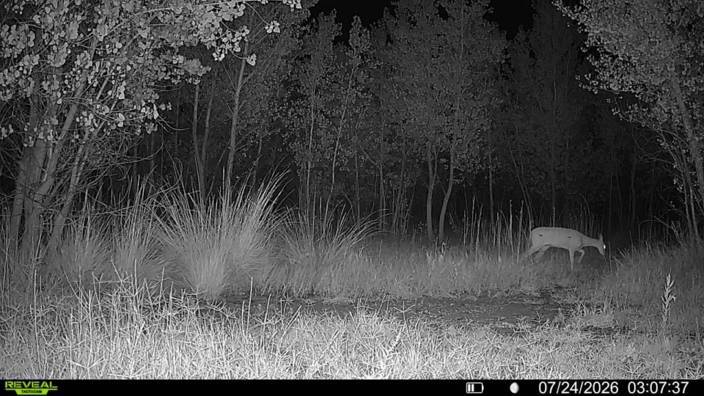 A trail camera photo of a whitetail doe at night.