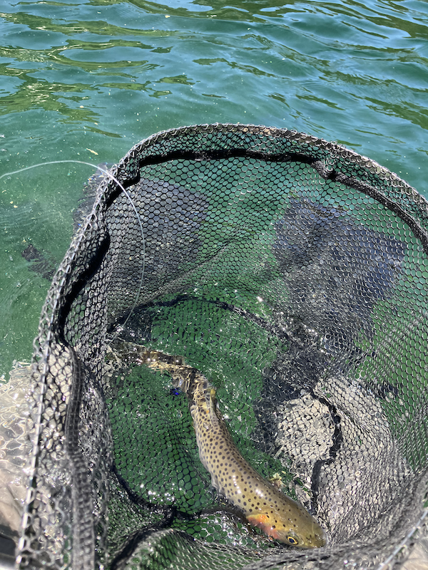 Trout in Handy Pak compact vintage net in alpine lake
