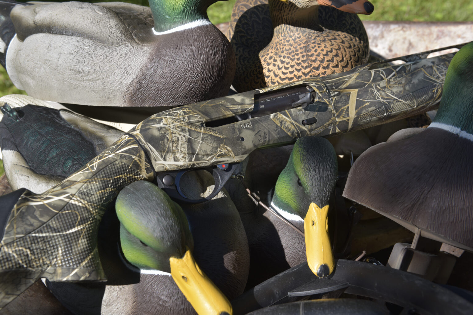 Benelli M2 shotgun with mallard decoys