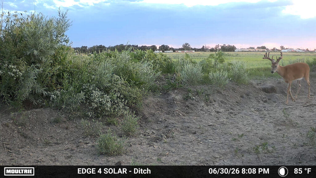 A whitetail buck image captured with the Moutrie Edge 4 Solar trail camera