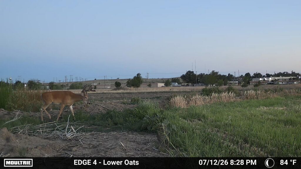 A Moultrie trail cam photo of a whitetail buck