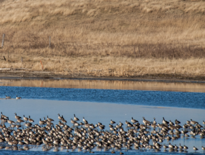 Geese in the Prairie Potholes region.