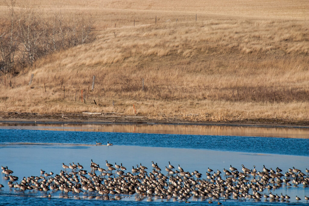 Geese in the Prairie Potholes region.