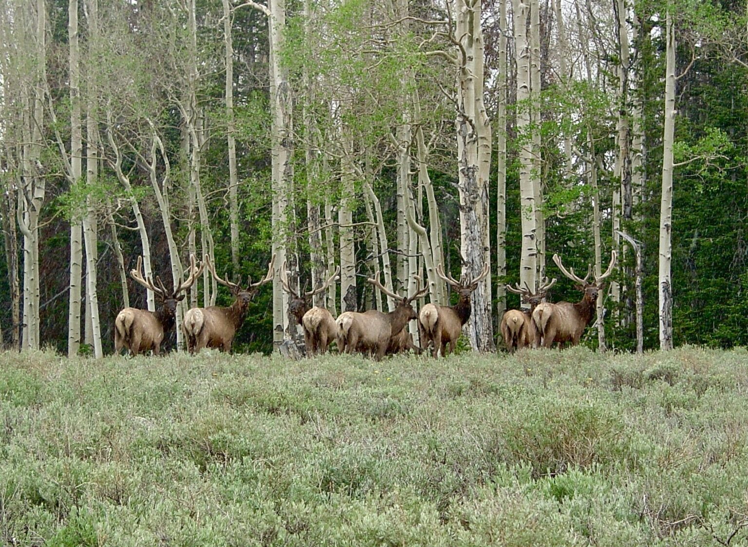 An elk herd grazes on National Forest land.