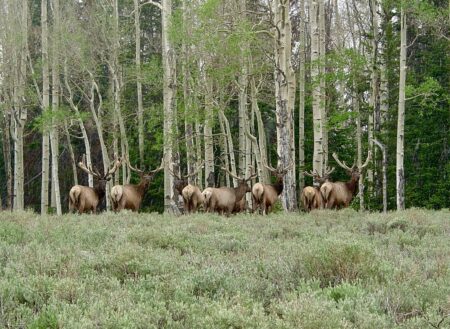 An elk herd grazes on National Forest land.