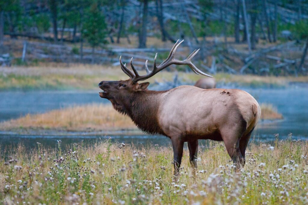 A bull elk bugles along a riverbank