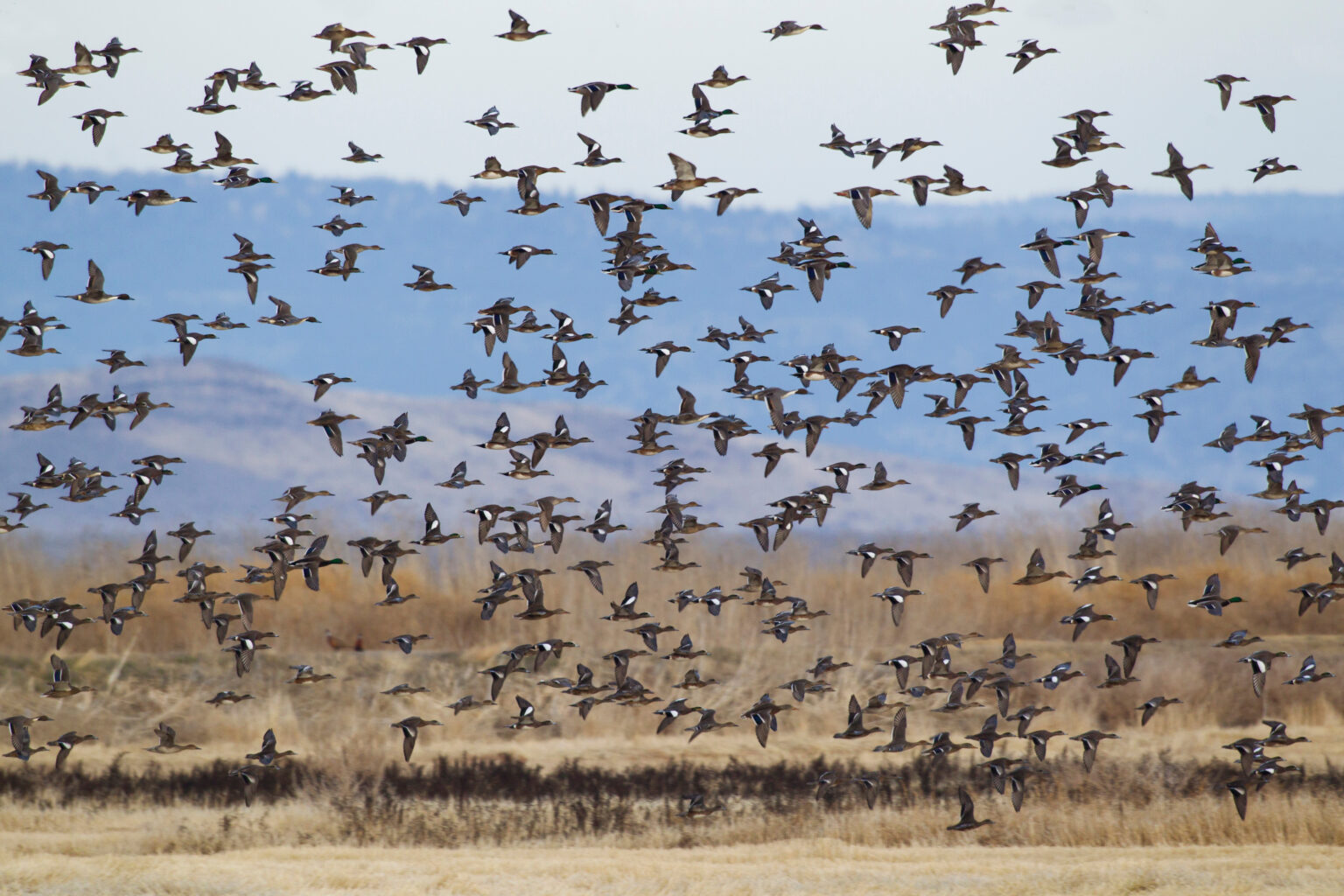 A large flock of pintails flying overhead.