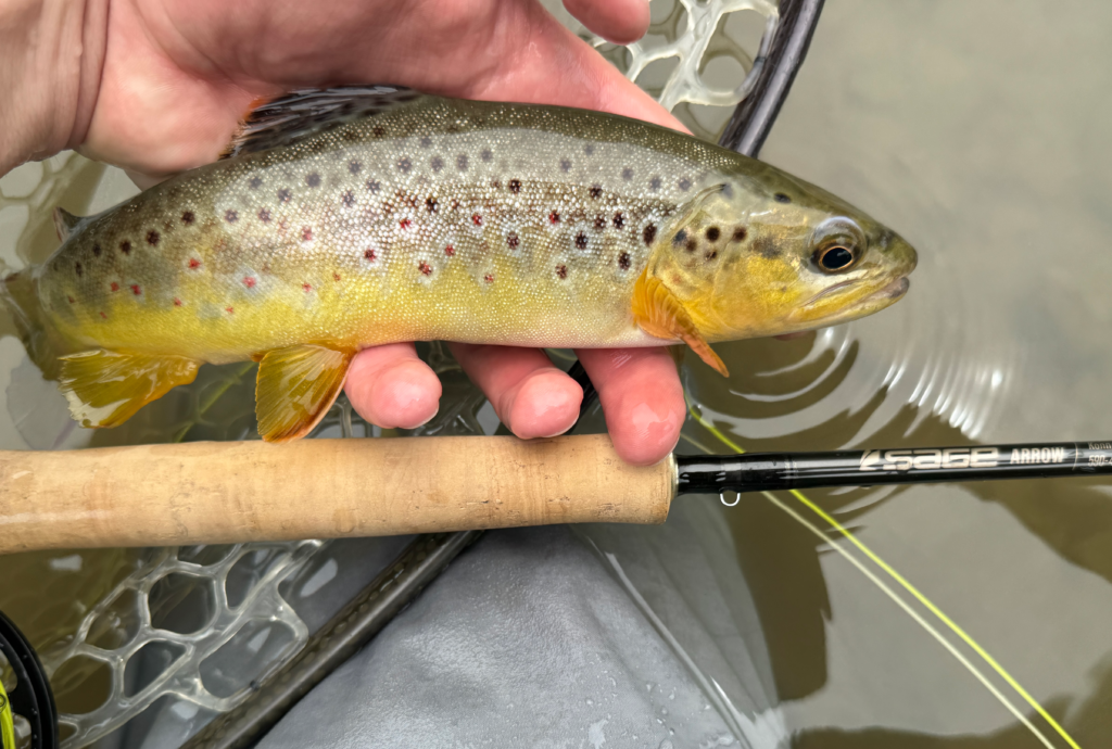 Brown trout next to sage arrow fly rod