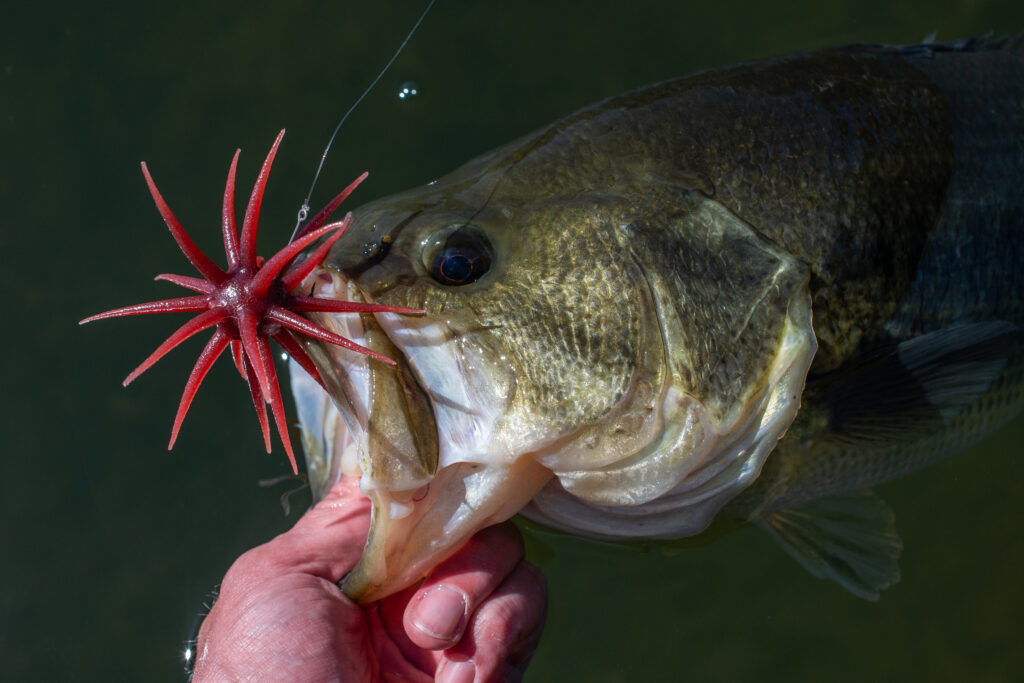 Urchin bait in largemouth bass