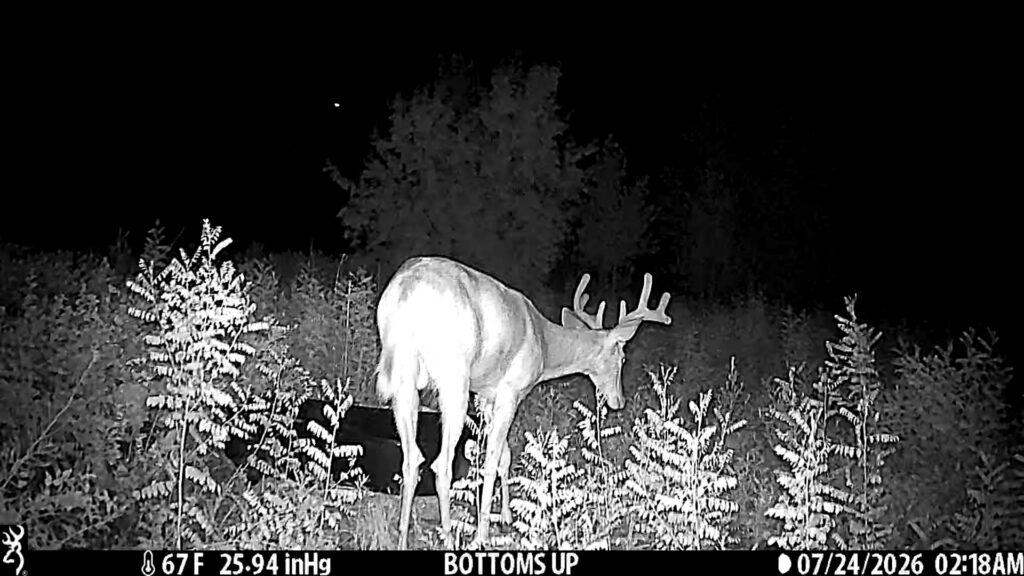 Trail camera photo of a buck at night