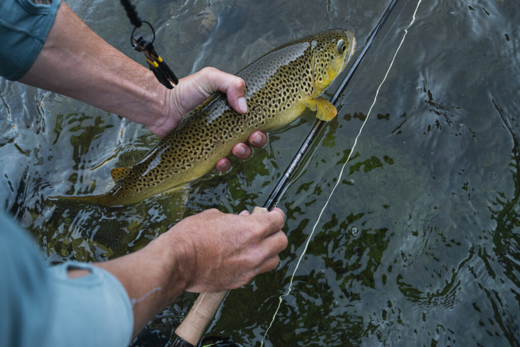 Angler holds Sage arrow fly rod and brown trout