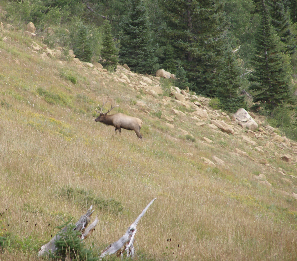 An elk grazes an open meadow in the Mante La Sal National Forest in Utah. 