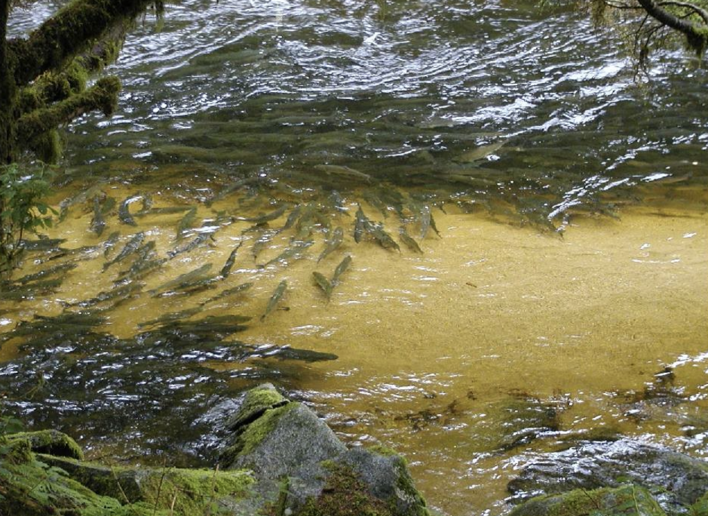 Pink salmon spawning in Anan Creek inside the Tongass National Forest of southeast Alaska. 