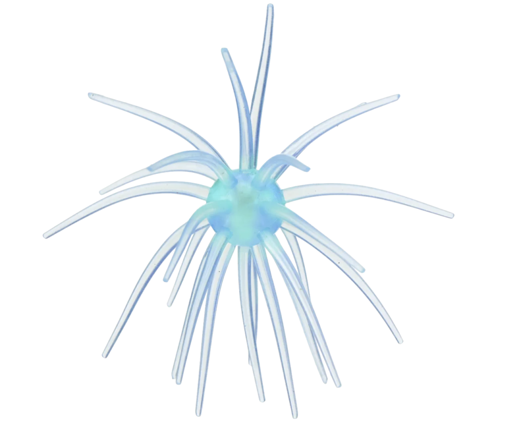 Hag's Prickly Pear urchin bait