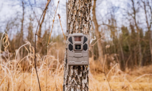 Tactacam Reveal X 3.0 trail camera on tree