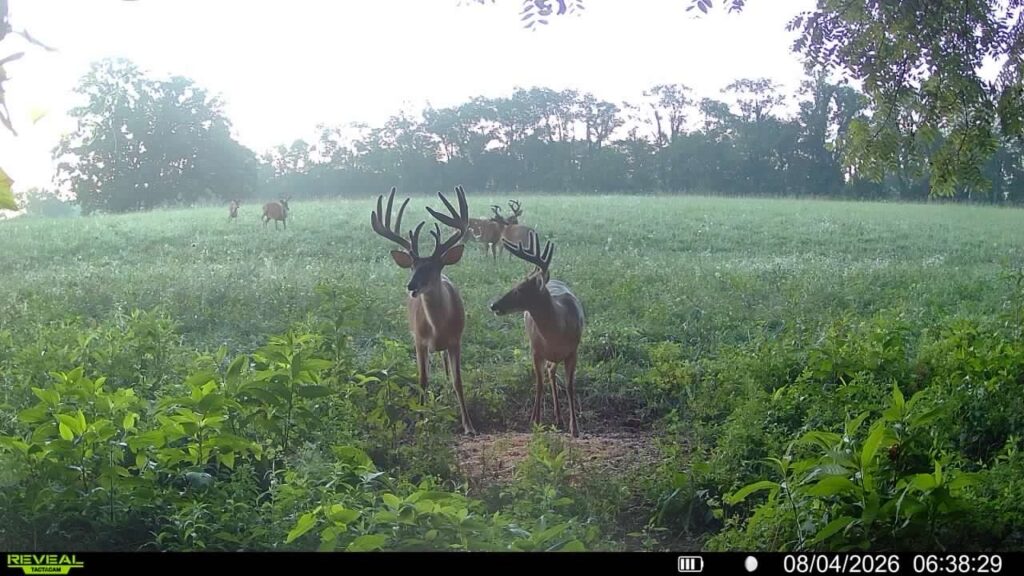 A trail cam photo of a full-velvet whitetail buck measuring close to 200 inches. 