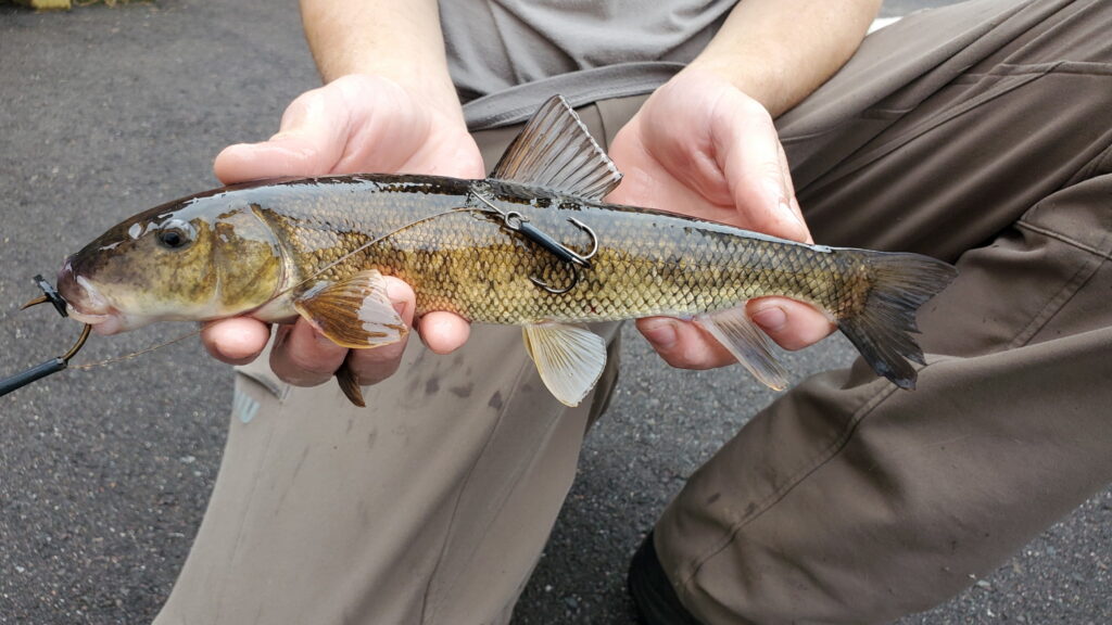 A small sucker rigged with a simple single hook and treble
