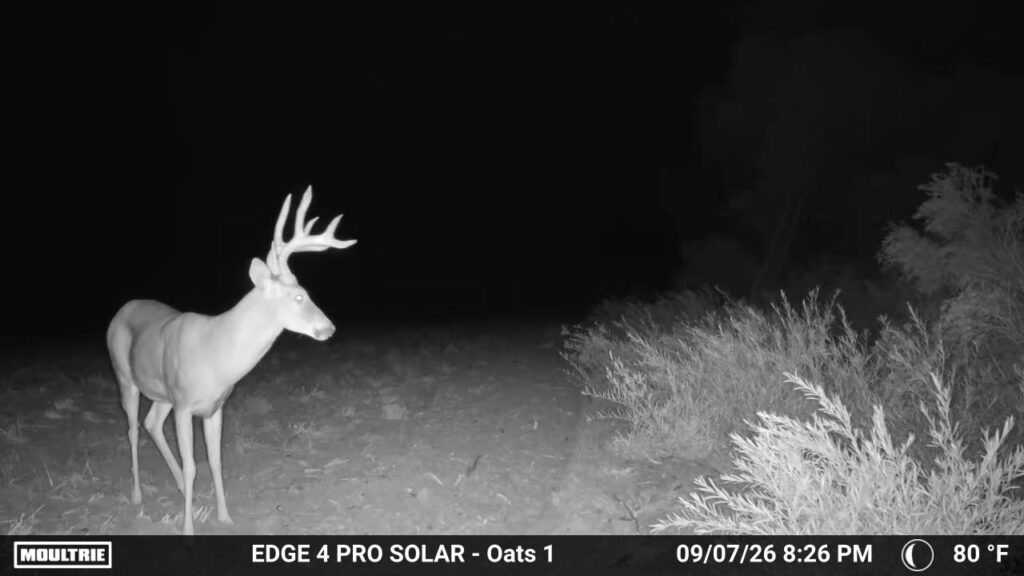 A black and white photo of a whitetail deer buck taken by a trail camera.