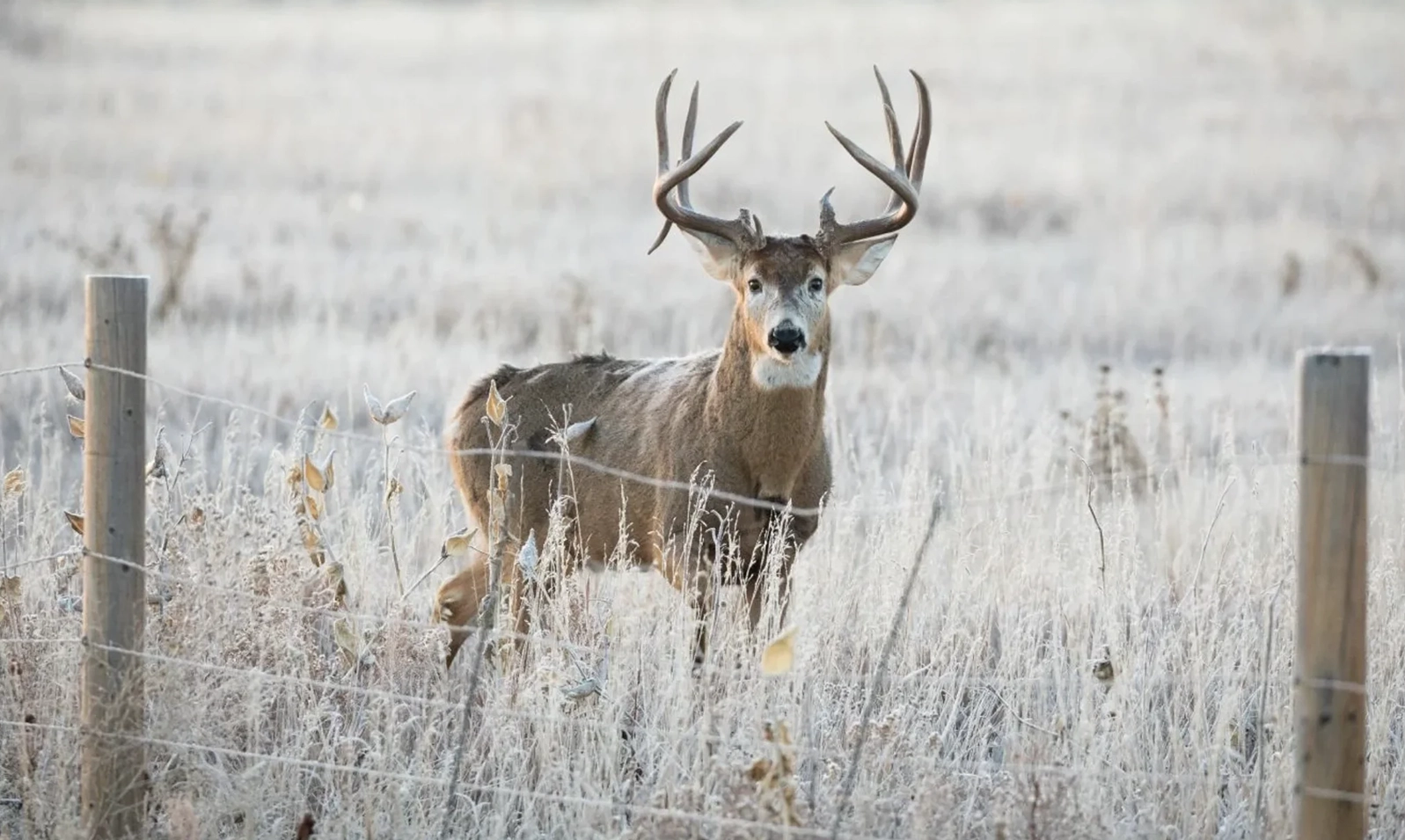 Where to Put Trail Cameras for Big Bucks